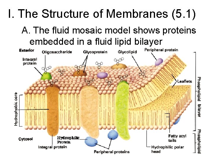 I. The Structure of Membranes (5. 1) A. The fluid mosaic model shows proteins