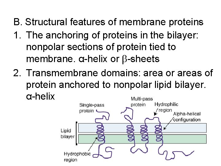 B. Structural features of membrane proteins 1. The anchoring of proteins in the bilayer: