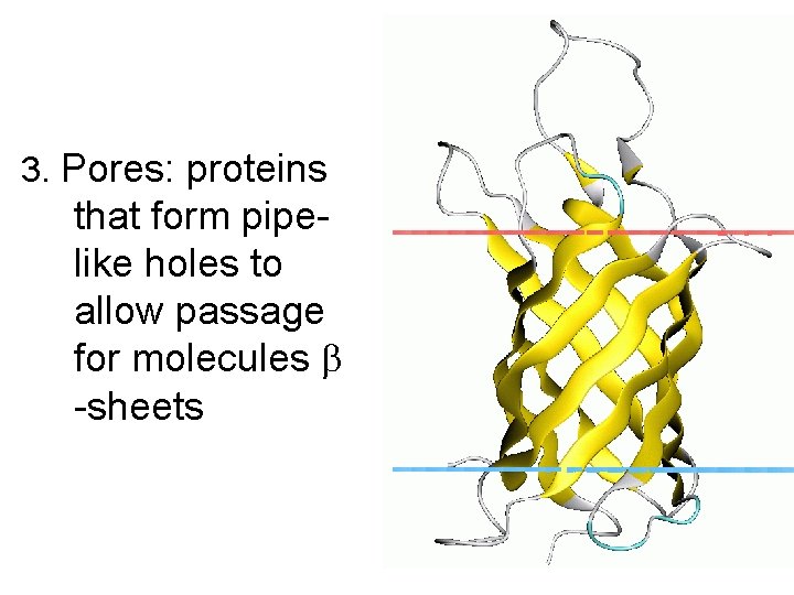 3. Pores: proteins that form pipelike holes to allow passage for molecules -sheets 