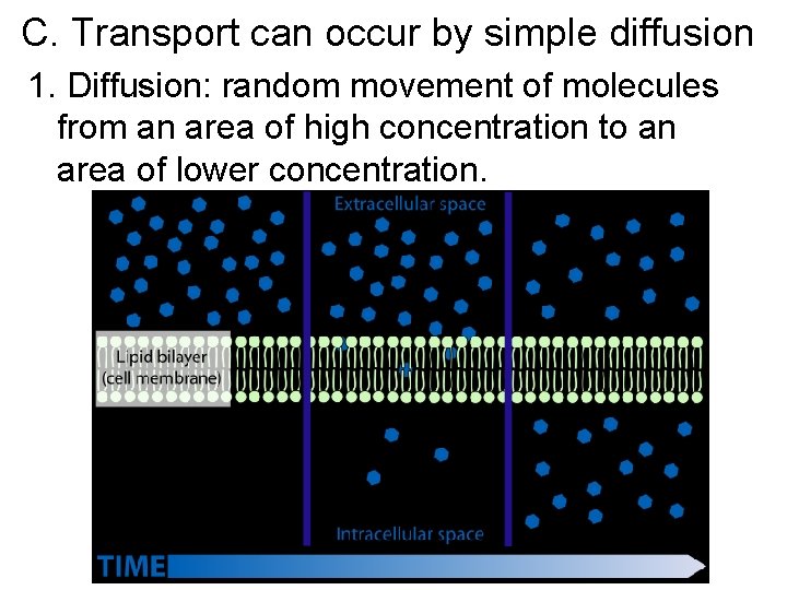 C. Transport can occur by simple diffusion 1. Diffusion: random movement of molecules from