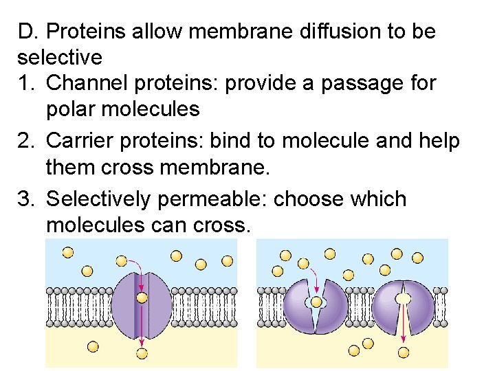 D. Proteins allow membrane diffusion to be selective 1. Channel proteins: provide a passage
