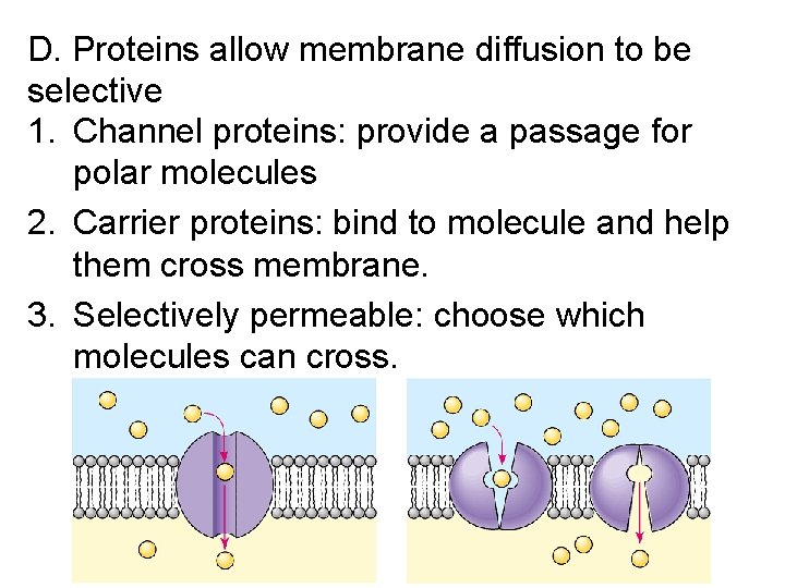 D. Proteins allow membrane diffusion to be selective 1. Channel proteins: provide a passage D. Proteins allow membrane diffusion to be selective 1. Channel proteins: provide a passage
