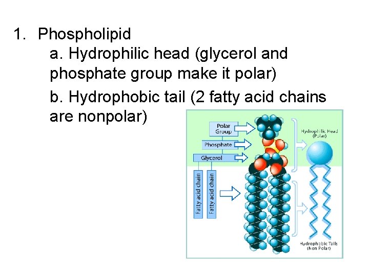 1. Phospholipid a. Hydrophilic head (glycerol and phosphate group make it polar) b. Hydrophobic 1. Phospholipid a. Hydrophilic head (glycerol and phosphate group make it polar) b. Hydrophobic