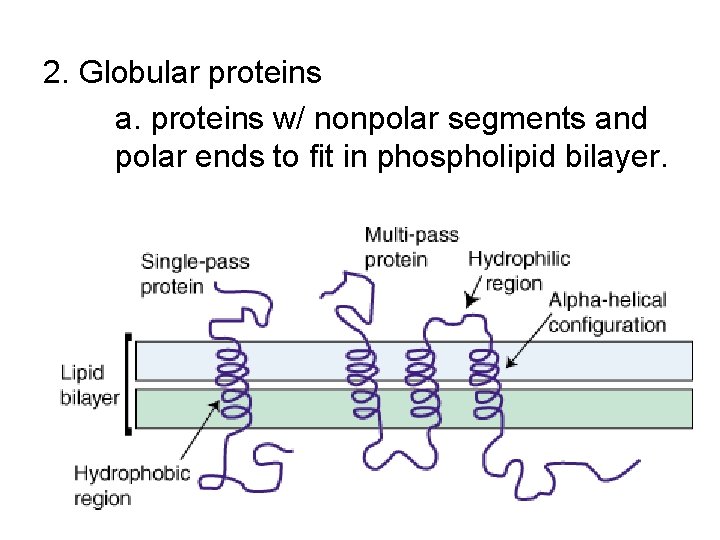 2. Globular proteins a. proteins w/ nonpolar segments and polar ends to fit in 2. Globular proteins a. proteins w/ nonpolar segments and polar ends to fit in