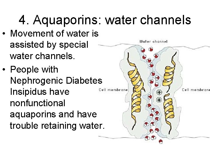 4. Aquaporins: water channels • Movement of water is assisted by special water channels.