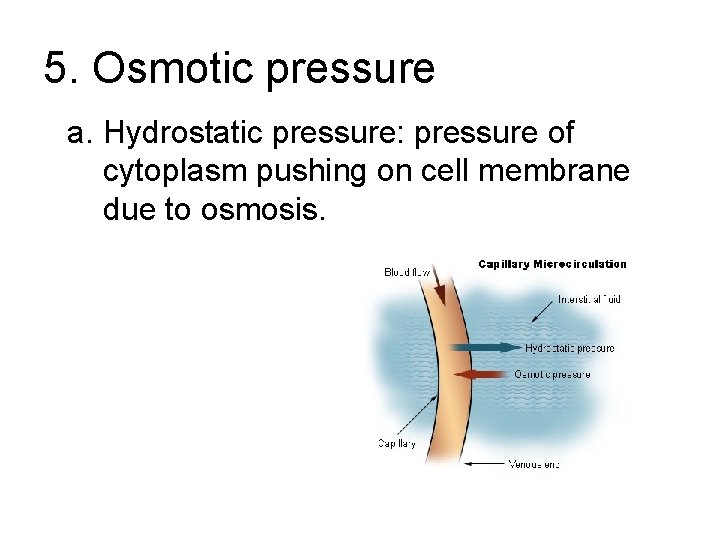 5. Osmotic pressure a. Hydrostatic pressure: pressure of cytoplasm pushing on cell membrane due 5. Osmotic pressure a. Hydrostatic pressure: pressure of cytoplasm pushing on cell membrane due