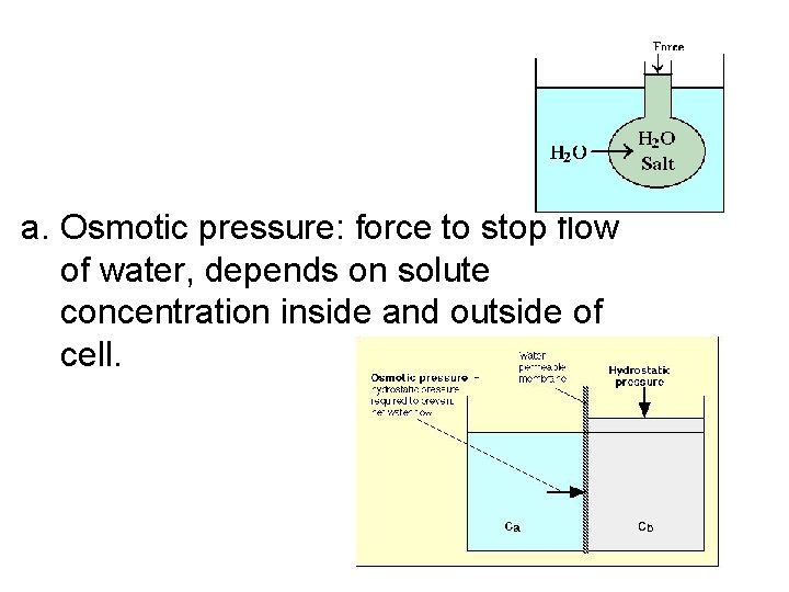 a. Osmotic pressure: force to stop flow of water, depends on solute concentration inside a. Osmotic pressure: force to stop flow of water, depends on solute concentration inside