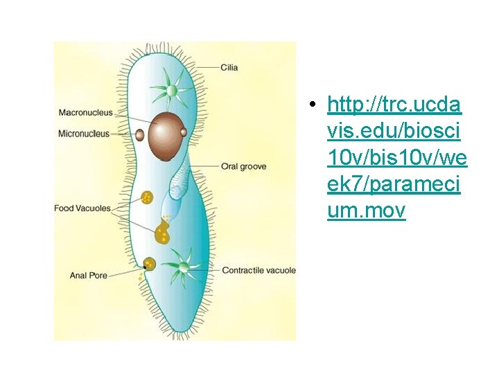  • http: //trc. ucda vis. edu/biosci 10 v/bis 10 v/we ek 7/parameci um.