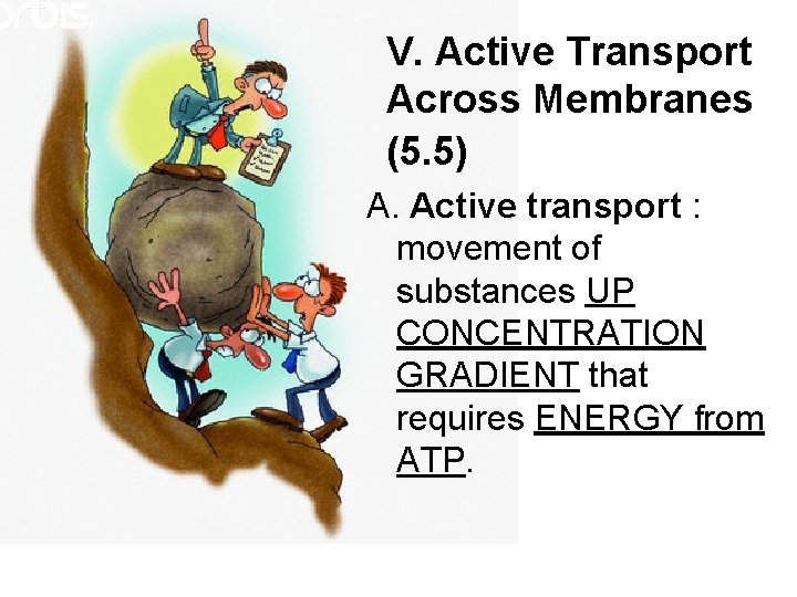 V. Active Transport Across Membranes (5. 5) A. Active transport : movement of substances