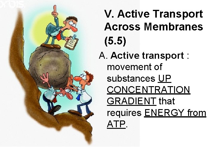 V. Active Transport Across Membranes (5. 5) A. Active transport : movement of substances V. Active Transport Across Membranes (5. 5) A. Active transport : movement of substances