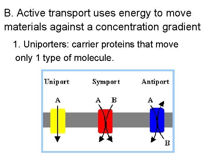 B. Active transport uses energy to move materials against a concentration gradient 1. Uniporters: B. Active transport uses energy to move materials against a concentration gradient 1. Uniporters: