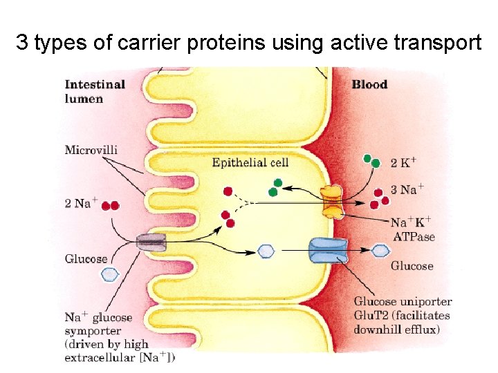 3 types of carrier proteins using active transport 