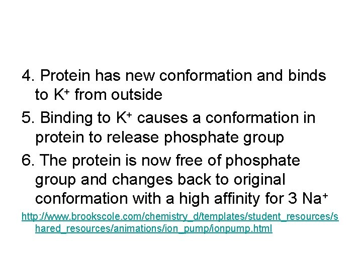 4. Protein has new conformation and binds to K+ from outside 5. Binding to 4. Protein has new conformation and binds to K+ from outside 5. Binding to