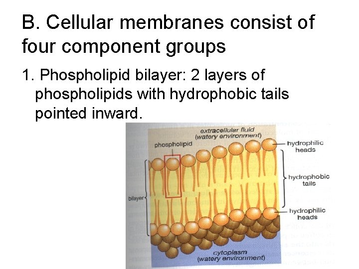 B. Cellular membranes consist of four component groups 1. Phospholipid bilayer: 2 layers of