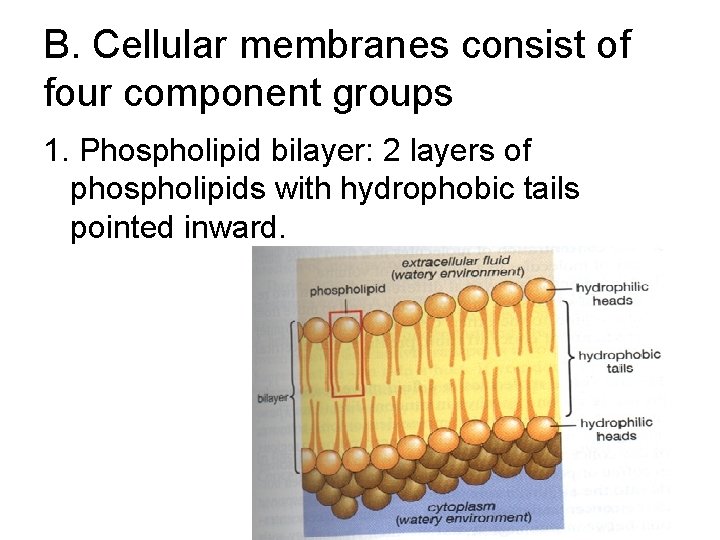B. Cellular membranes consist of four component groups 1. Phospholipid bilayer: 2 layers of B. Cellular membranes consist of four component groups 1. Phospholipid bilayer: 2 layers of