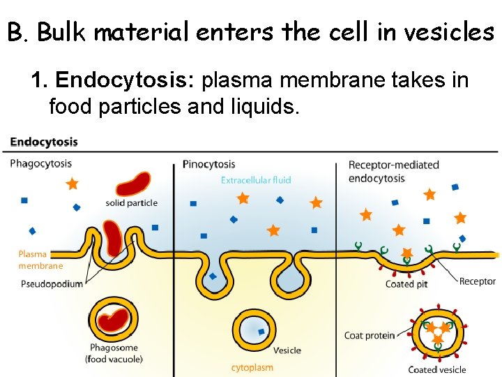 B. Bulk material enters the cell in vesicles 1. Endocytosis: plasma membrane takes in B. Bulk material enters the cell in vesicles 1. Endocytosis: plasma membrane takes in
