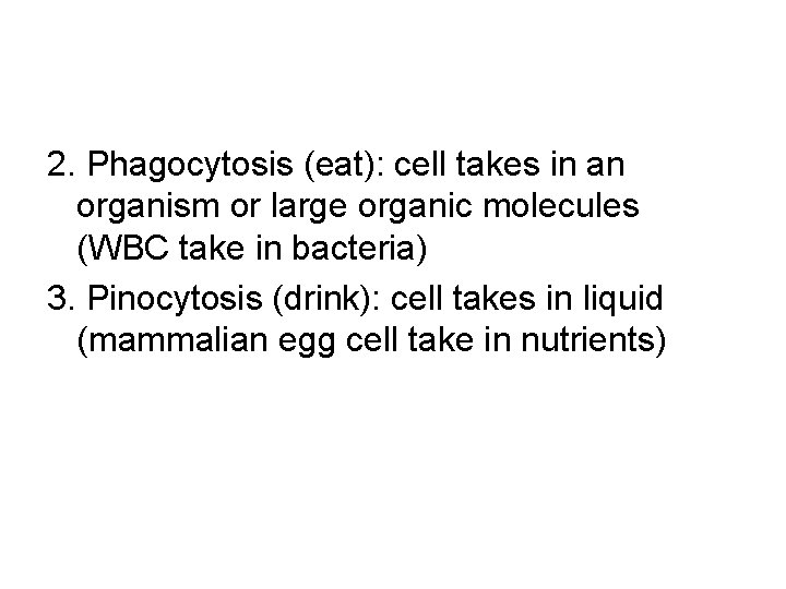 2. Phagocytosis (eat): cell takes in an organism or large organic molecules (WBC take