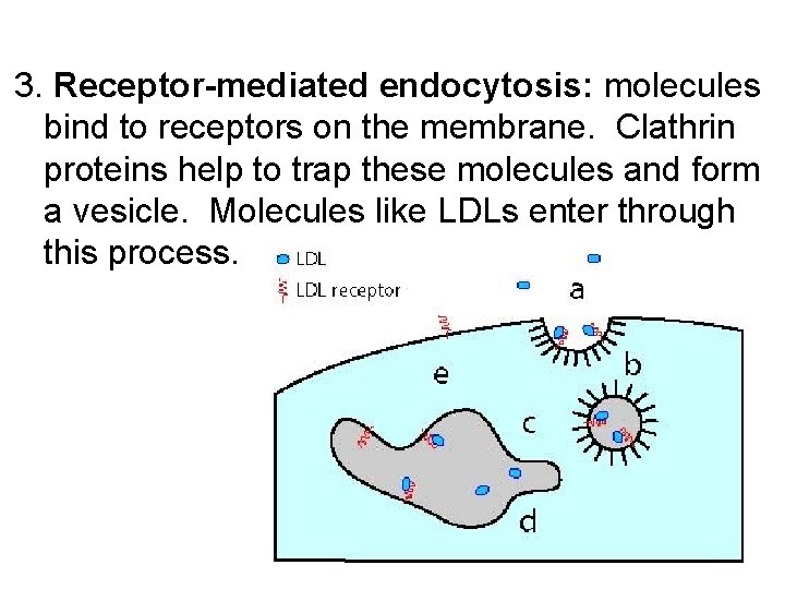 3. Receptor-mediated endocytosis: molecules bind to receptors on the membrane. Clathrin proteins help to