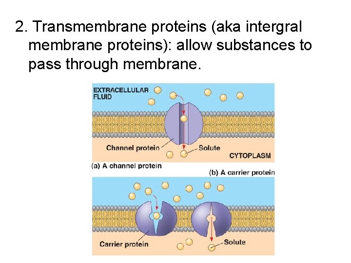 2. Transmembrane proteins (aka intergral membrane proteins): allow substances to pass through membrane. 