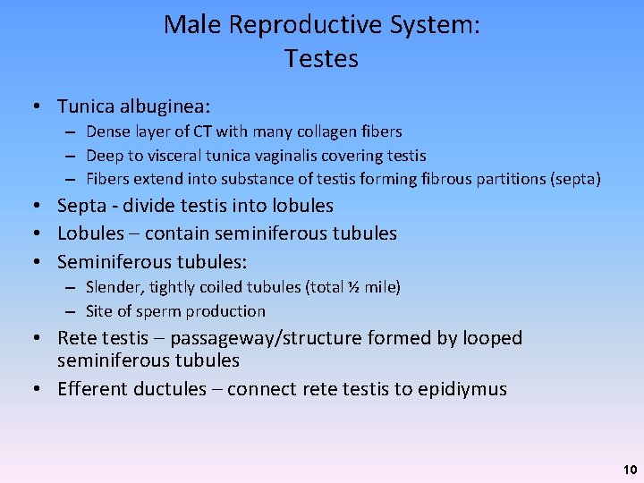 Male Reproductive System: Testes • Tunica albuginea: – Dense layer of CT with many Male Reproductive System: Testes • Tunica albuginea: – Dense layer of CT with many
