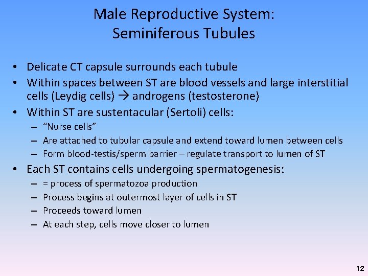 Male Reproductive System: Seminiferous Tubules • Delicate CT capsule surrounds each tubule • Within Male Reproductive System: Seminiferous Tubules • Delicate CT capsule surrounds each tubule • Within
