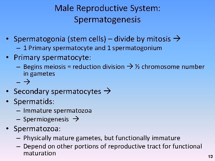 Male Reproductive System: Spermatogenesis • Spermatogonia (stem cells) – divide by mitosis – 1 Male Reproductive System: Spermatogenesis • Spermatogonia (stem cells) – divide by mitosis – 1