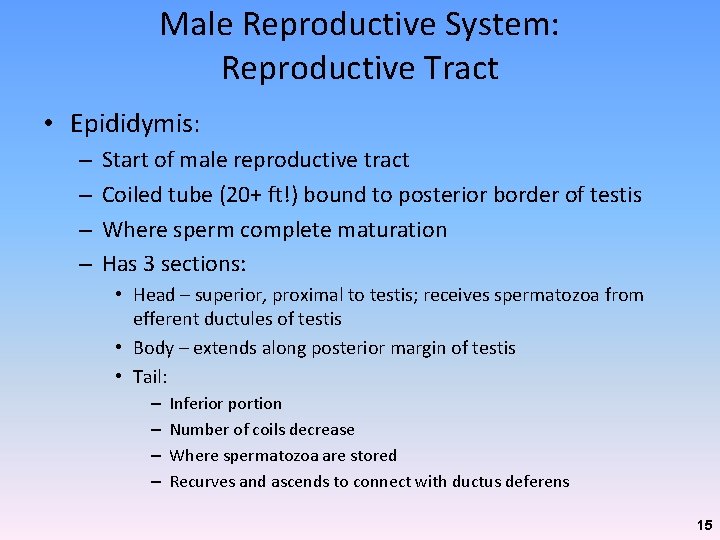 Male Reproductive System: Reproductive Tract • Epididymis: – – Start of male reproductive tract Male Reproductive System: Reproductive Tract • Epididymis: – – Start of male reproductive tract
