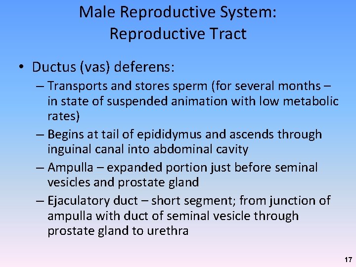Male Reproductive System: Reproductive Tract • Ductus (vas) deferens: – Transports and stores sperm Male Reproductive System: Reproductive Tract • Ductus (vas) deferens: – Transports and stores sperm