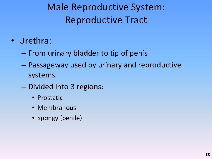 Male Reproductive System: Reproductive Tract • Urethra: – From urinary bladder to tip of Male Reproductive System: Reproductive Tract • Urethra: – From urinary bladder to tip of