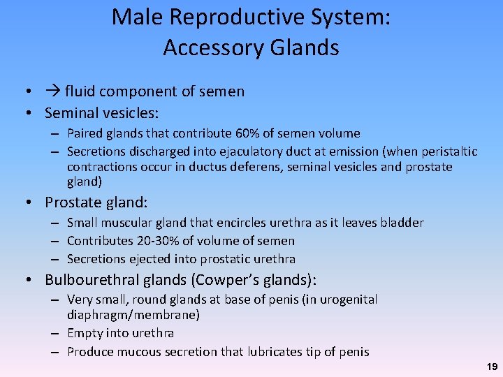 Male Reproductive System: Accessory Glands • fluid component of semen • Seminal vesicles: – Male Reproductive System: Accessory Glands • fluid component of semen • Seminal vesicles: –