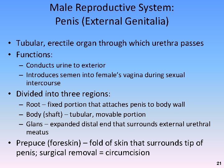 Male Reproductive System: Penis (External Genitalia) • Tubular, erectile organ through which urethra passes Male Reproductive System: Penis (External Genitalia) • Tubular, erectile organ through which urethra passes