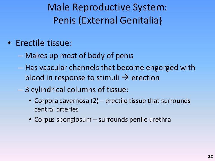 Male Reproductive System: Penis (External Genitalia) • Erectile tissue: – Makes up most of Male Reproductive System: Penis (External Genitalia) • Erectile tissue: – Makes up most of