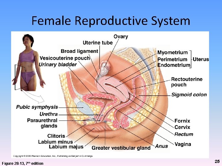 Female Reproductive System Figure 28 -13, 7 th edition 25 Female Reproductive System Figure 28 -13, 7 th edition 25