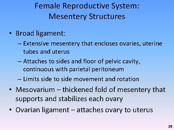 Female Reproductive System: Mesentery Structures • Broad ligament: – Extensive mesentery that encloses ovaries, Female Reproductive System: Mesentery Structures • Broad ligament: – Extensive mesentery that encloses ovaries,