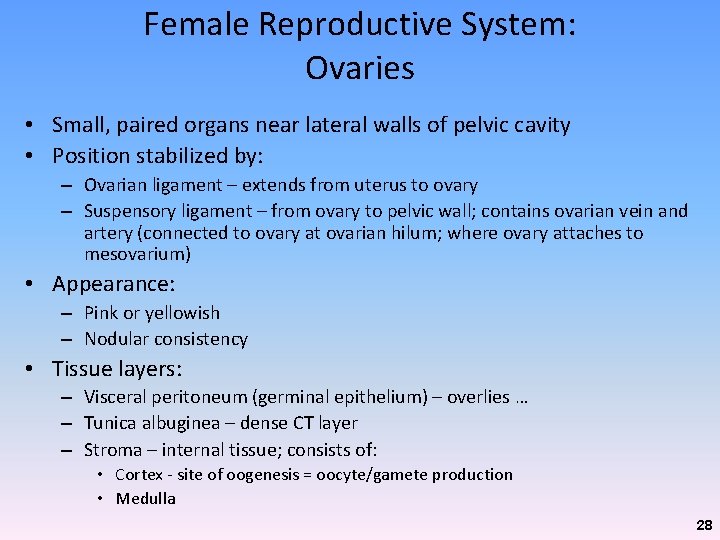 Female Reproductive System: Ovaries • Small, paired organs near lateral walls of pelvic cavity Female Reproductive System: Ovaries • Small, paired organs near lateral walls of pelvic cavity