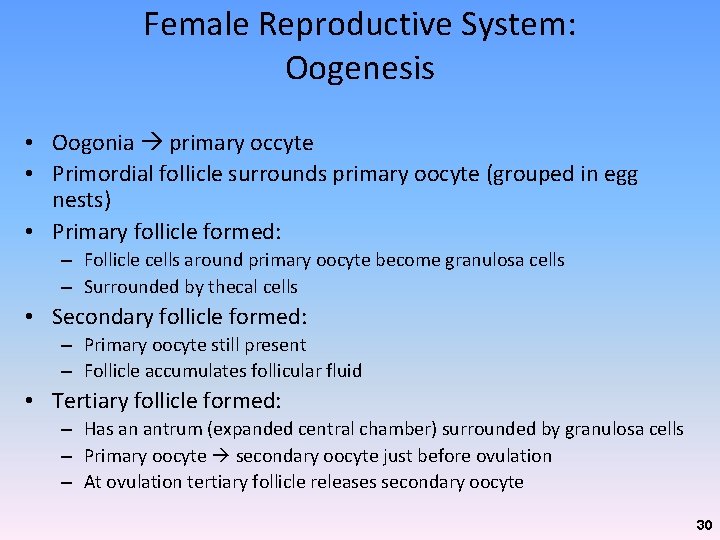 Female Reproductive System: Oogenesis • Oogonia primary occyte • Primordial follicle surrounds primary oocyte Female Reproductive System: Oogenesis • Oogonia primary occyte • Primordial follicle surrounds primary oocyte