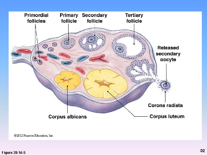 © 2012 Pearson Education, Inc. Figure 28 -16 -5 32 © 2012 Pearson Education, Inc. Figure 28 -16 -5 32