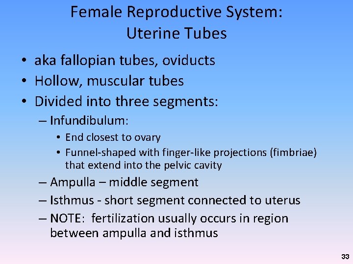 Female Reproductive System: Uterine Tubes • aka fallopian tubes, oviducts • Hollow, muscular tubes Female Reproductive System: Uterine Tubes • aka fallopian tubes, oviducts • Hollow, muscular tubes