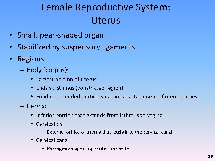 Female Reproductive System: Uterus • Small, pear-shaped organ • Stabilized by suspensory ligaments • Female Reproductive System: Uterus • Small, pear-shaped organ • Stabilized by suspensory ligaments •