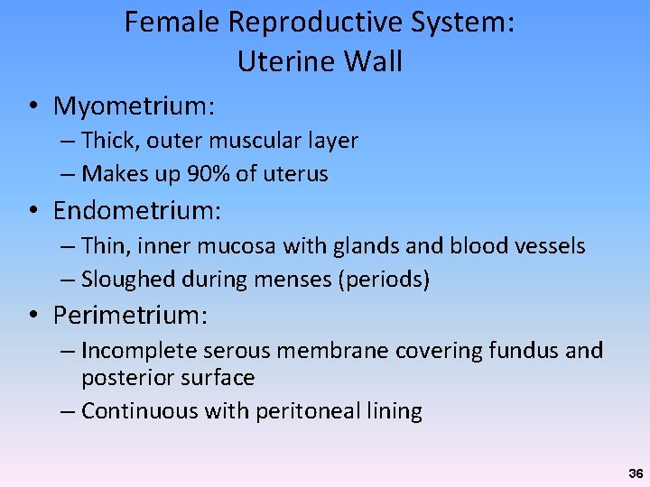 Female Reproductive System: Uterine Wall • Myometrium: – Thick, outer muscular layer – Makes Female Reproductive System: Uterine Wall • Myometrium: – Thick, outer muscular layer – Makes