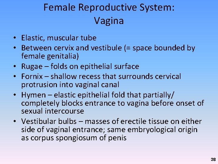 Female Reproductive System: Vagina • Elastic, muscular tube • Between cervix and vestibule (= Female Reproductive System: Vagina • Elastic, muscular tube • Between cervix and vestibule (=