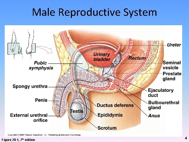 Male Reproductive System Figure 28 -1, 7 th edition 4 Male Reproductive System Figure 28 -1, 7 th edition 4
