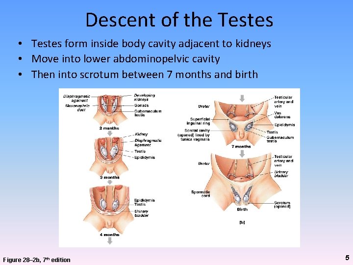 Descent of the Testes • Testes form inside body cavity adjacent to kidneys • Descent of the Testes • Testes form inside body cavity adjacent to kidneys •