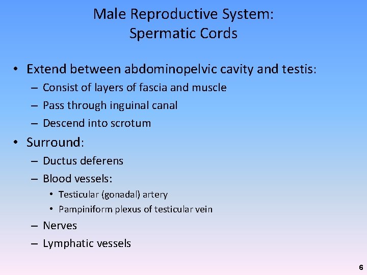 Male Reproductive System: Spermatic Cords • Extend between abdominopelvic cavity and testis: – Consist Male Reproductive System: Spermatic Cords • Extend between abdominopelvic cavity and testis: – Consist