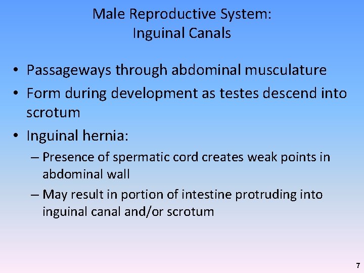 Male Reproductive System: Inguinal Canals • Passageways through abdominal musculature • Form during development Male Reproductive System: Inguinal Canals • Passageways through abdominal musculature • Form during development