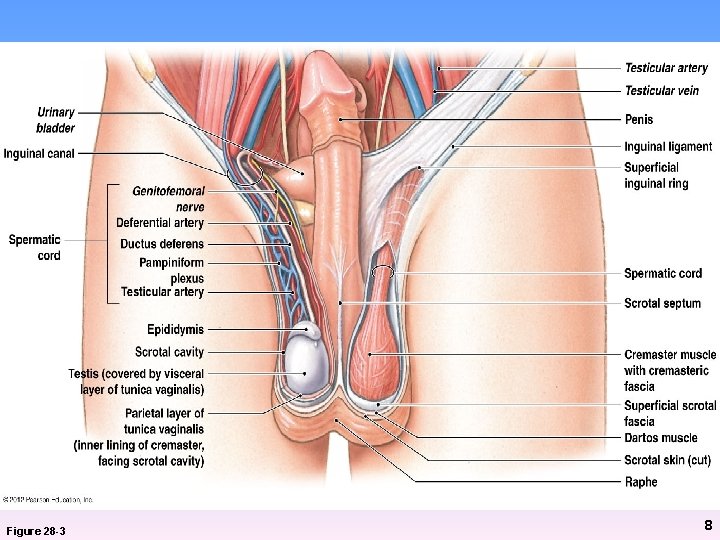 Figure 28 -3 8 Figure 28 -3 8
