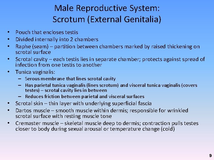 Male Reproductive System: Scrotum (External Genitalia) • Pouch that encloses testis • Divided internally Male Reproductive System: Scrotum (External Genitalia) • Pouch that encloses testis • Divided internally
