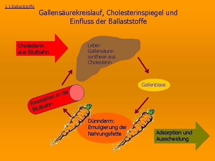 1. 1 Ballaststoffe Gallensäurekreislauf, Cholesterinspiegel und Einfluss der Ballaststoffe Cholesterin aus Blutbahn Leber: Gallensäuresynthese