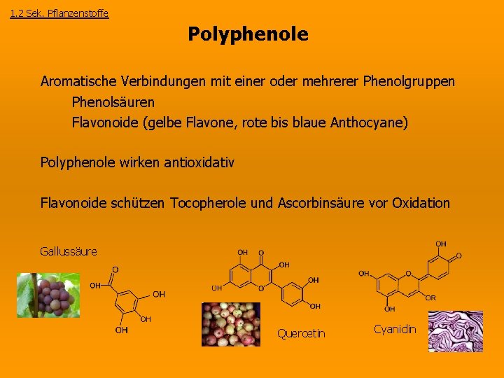 1. 2 Sek. Pflanzenstoffe Polyphenole Aromatische Verbindungen mit einer oder mehrerer Phenolgruppen Phenolsäuren Flavonoide