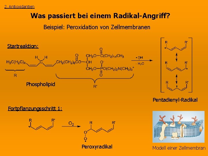 2. Antioxidantien Was passiert bei einem Radikal-Angriff? Beispiel: Peroxidation von Zellmembranen Startreaktion: • •